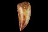 Serrated, Raptor Tooth - Real Dinosaur Tooth #147571-1